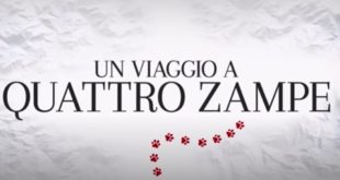 Un viaggio a quattro zampe / film